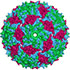 virus-icon-1